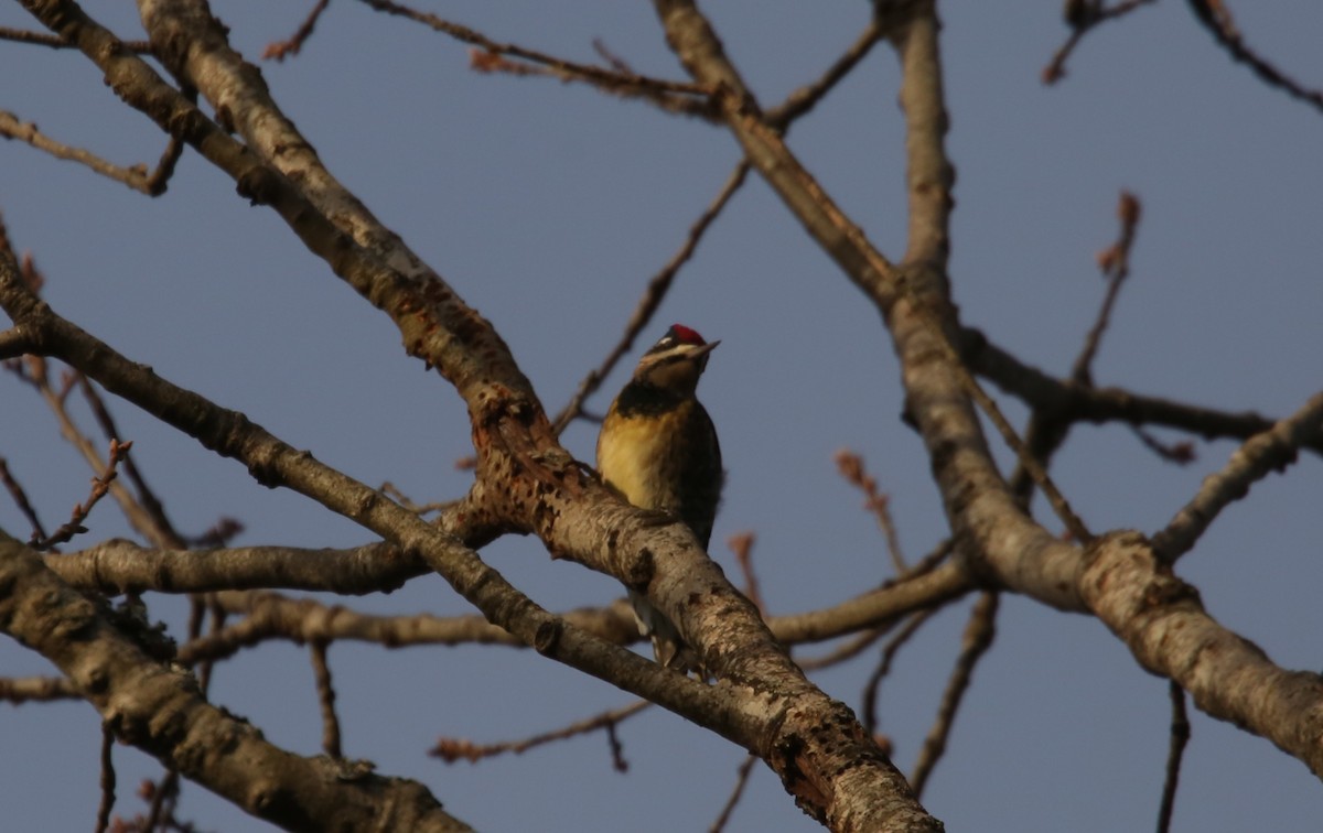 Yellow-bellied Sapsucker - ML646797869