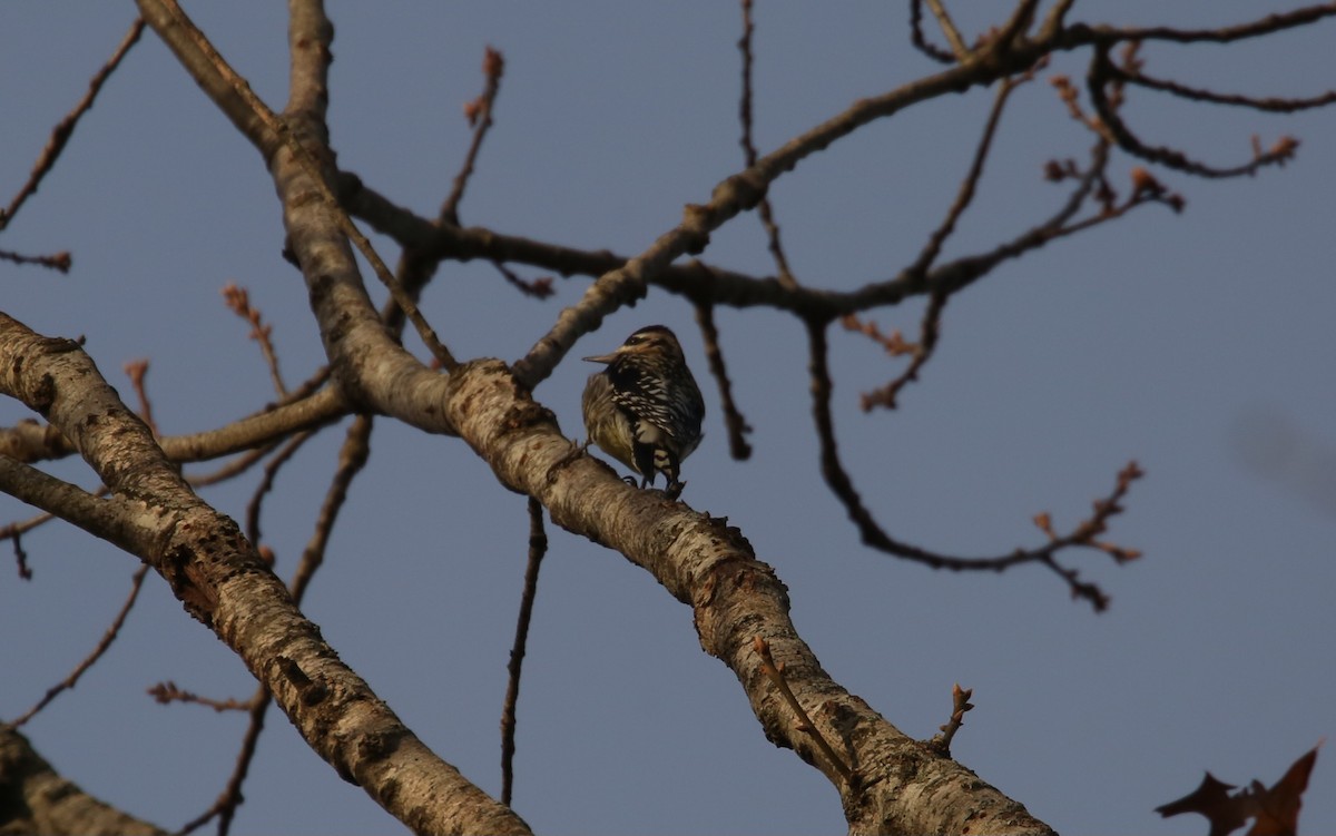 Yellow-bellied Sapsucker - ML646797870