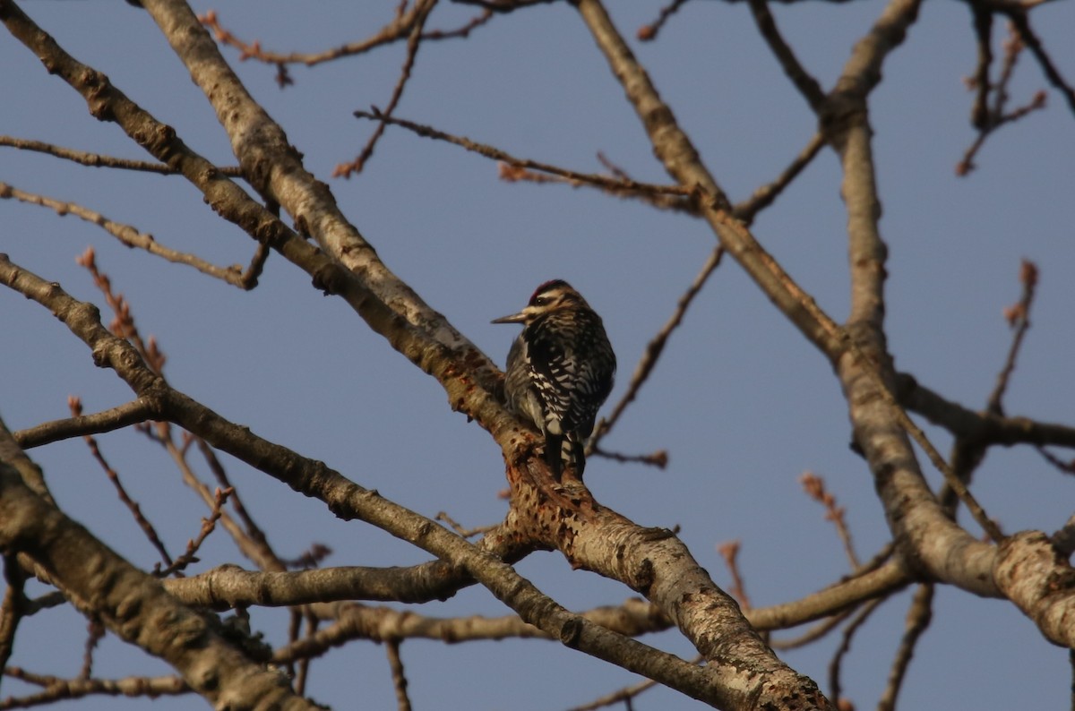 Yellow-bellied Sapsucker - ML646797871