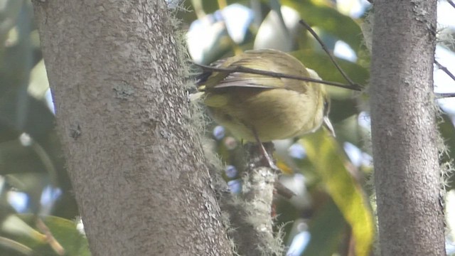 Hawaii Creeper - ML646797872