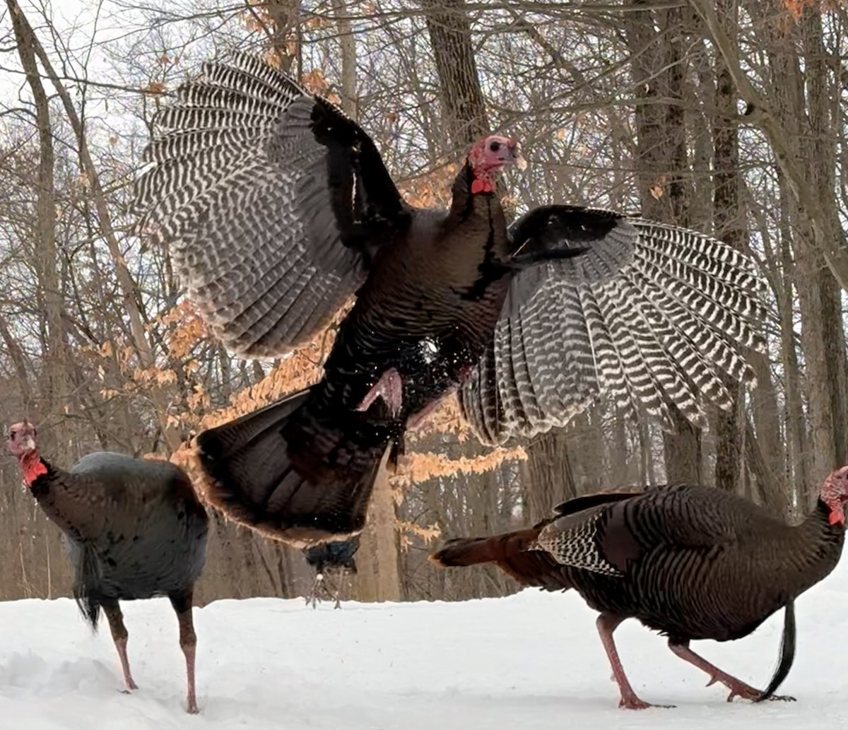 シチメンチョウ - ML646797873