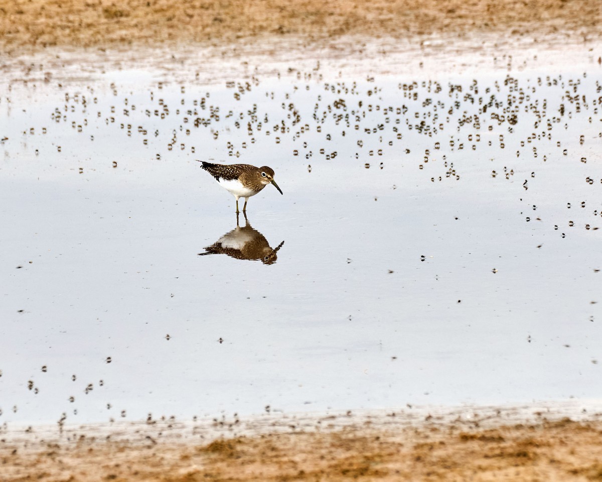 Коловодник малий - ML646797874