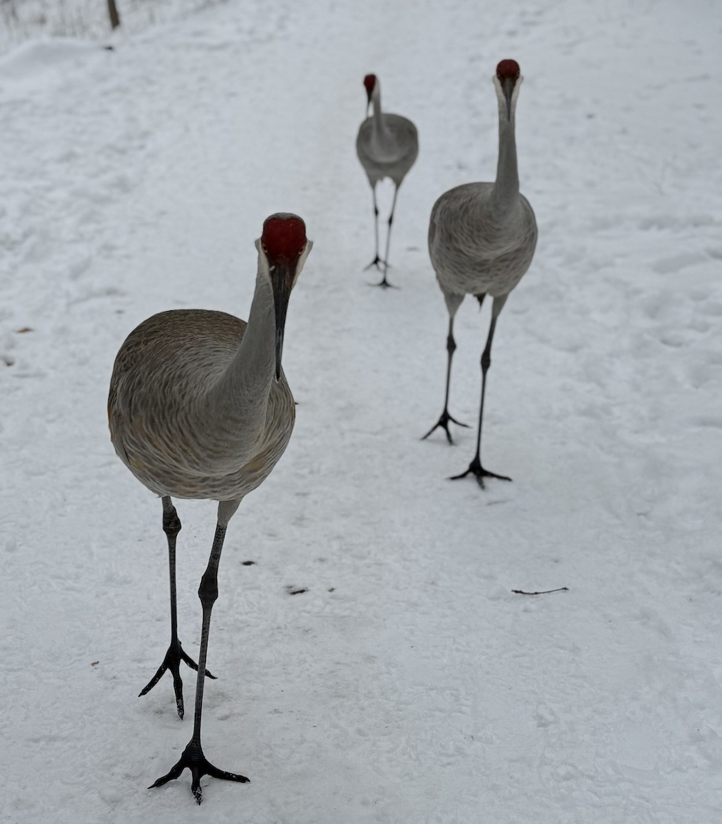 Sandhill Crane - ML646797875