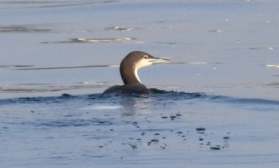 Pacific Loon - ML646797876