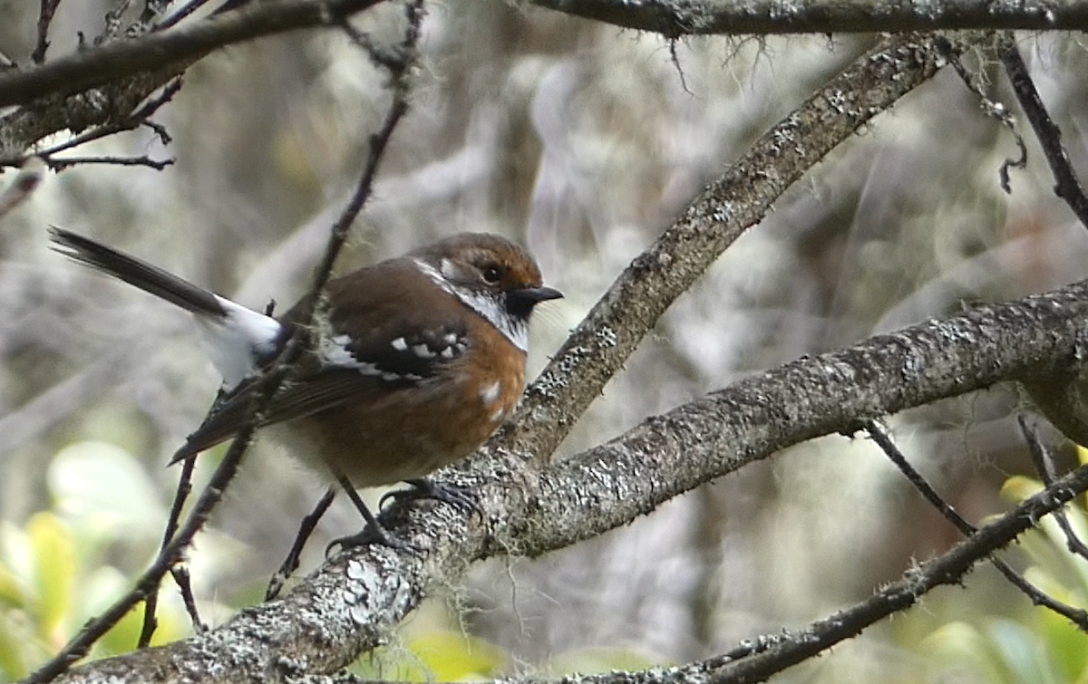 Hawaii Elepaio (Hilo coast) - ML646797880