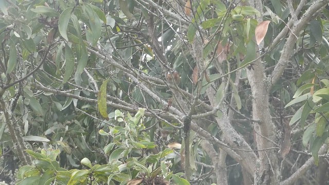 Hawaii Elepaio (Hilo coast) - ML646797881