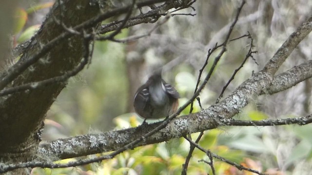 Hawaii Elepaio (Hilo coast) - ML646797882