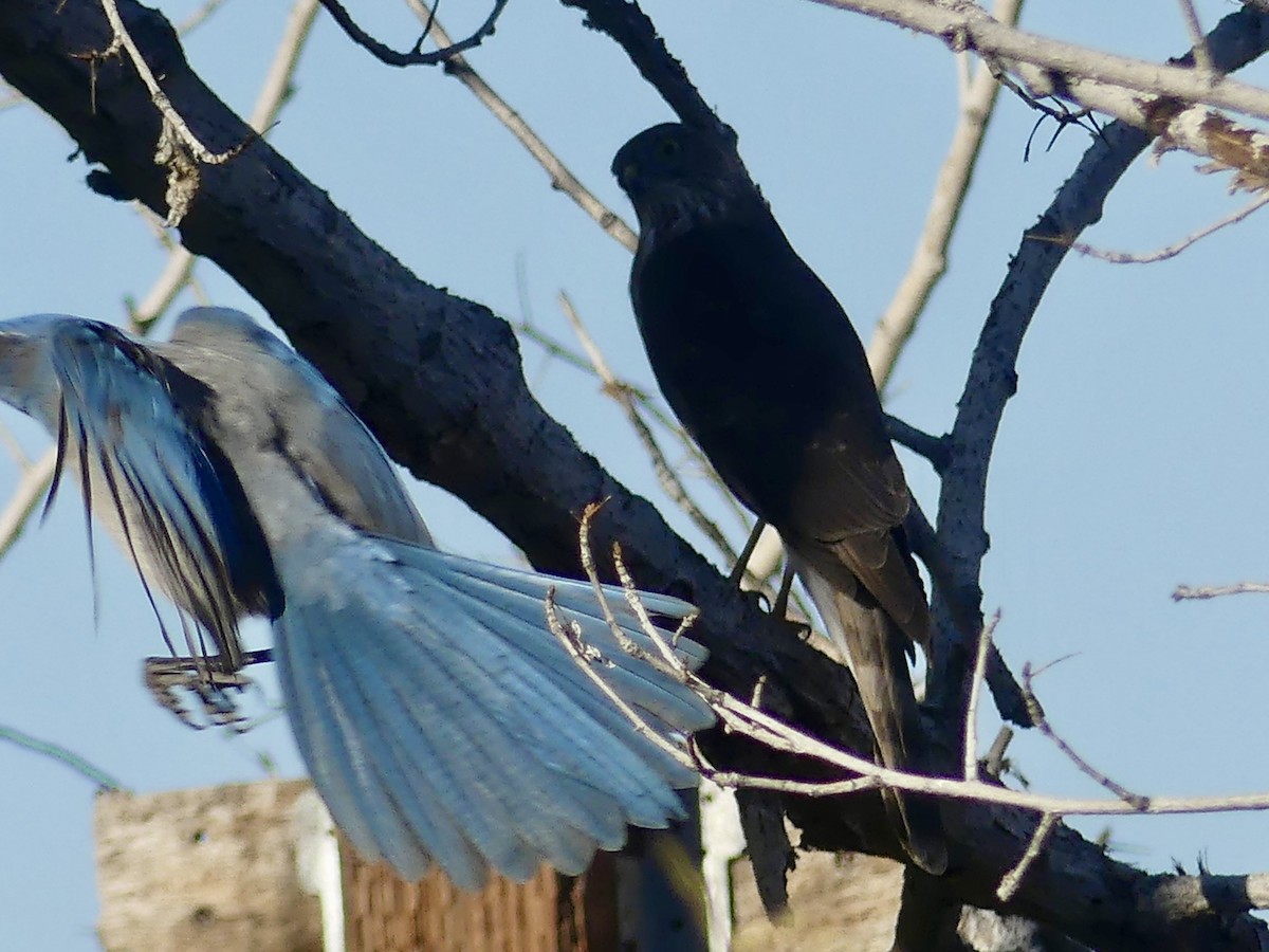 Sharp-shinned Hawk - ML646797883