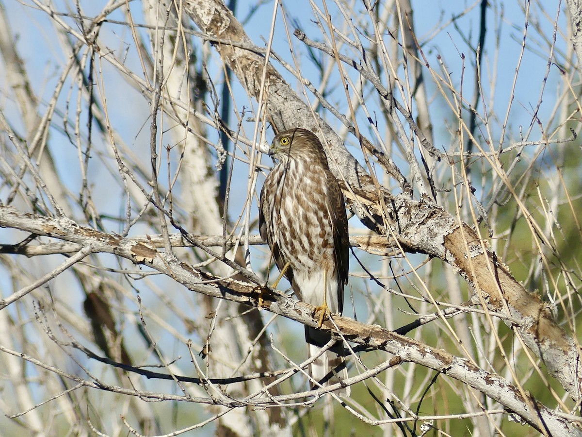 Sharp-shinned Hawk - ML646797884