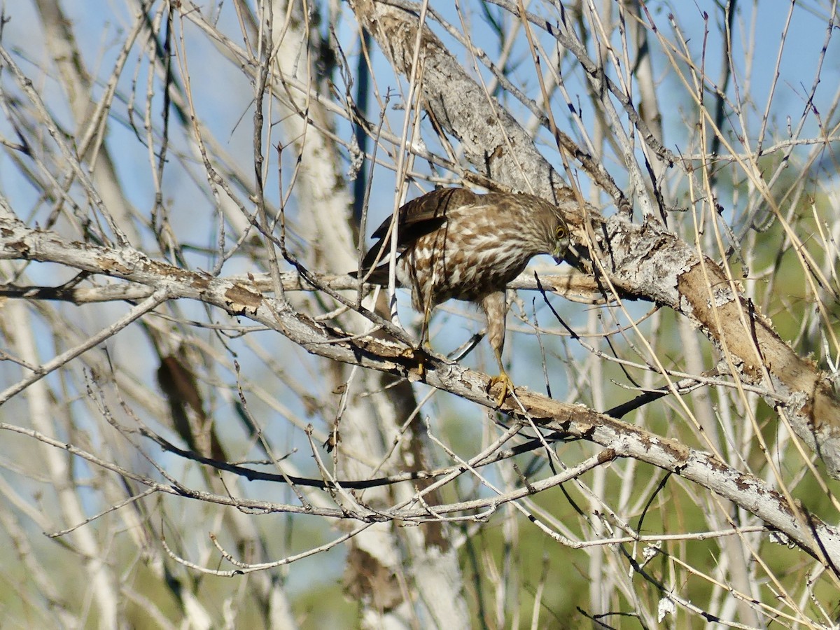Sharp-shinned Hawk - ML646797885