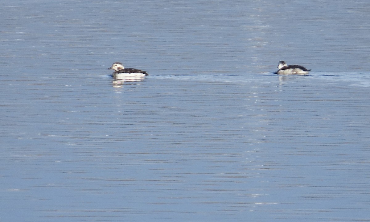 コオリガモ - ML646797889