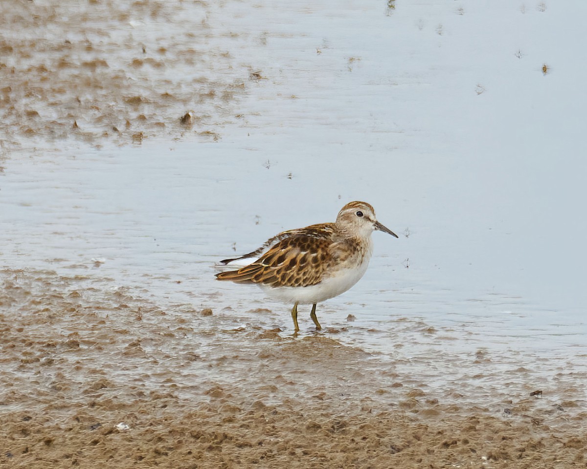 Побережник-крихітка - ML646797890