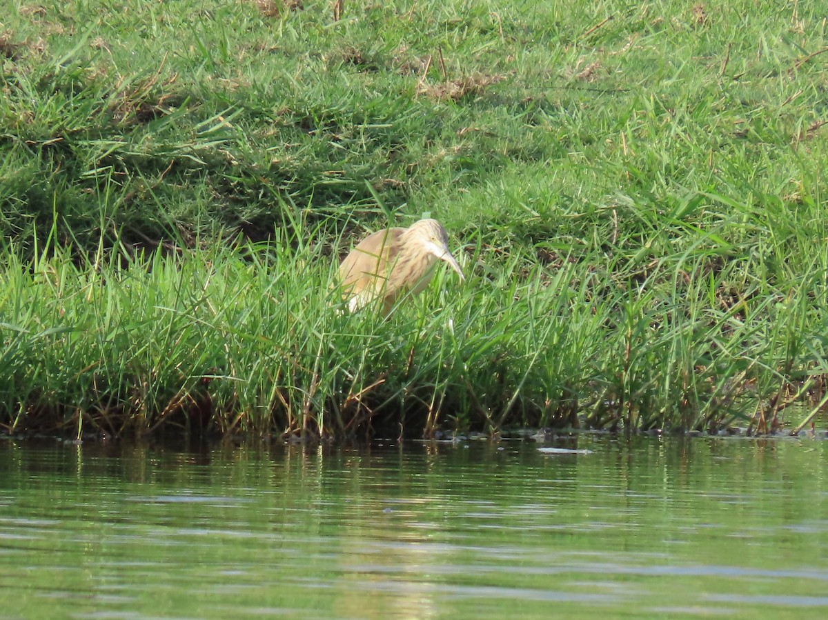 Жёлтая цапля - ML646797891