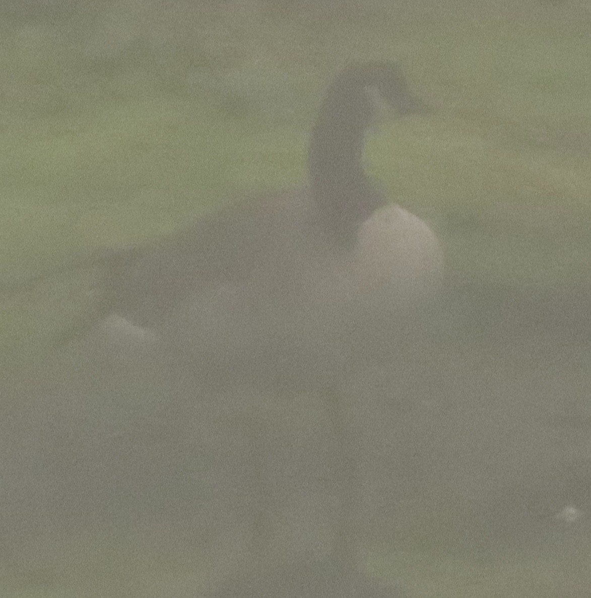 Canada Goose - ML646797894