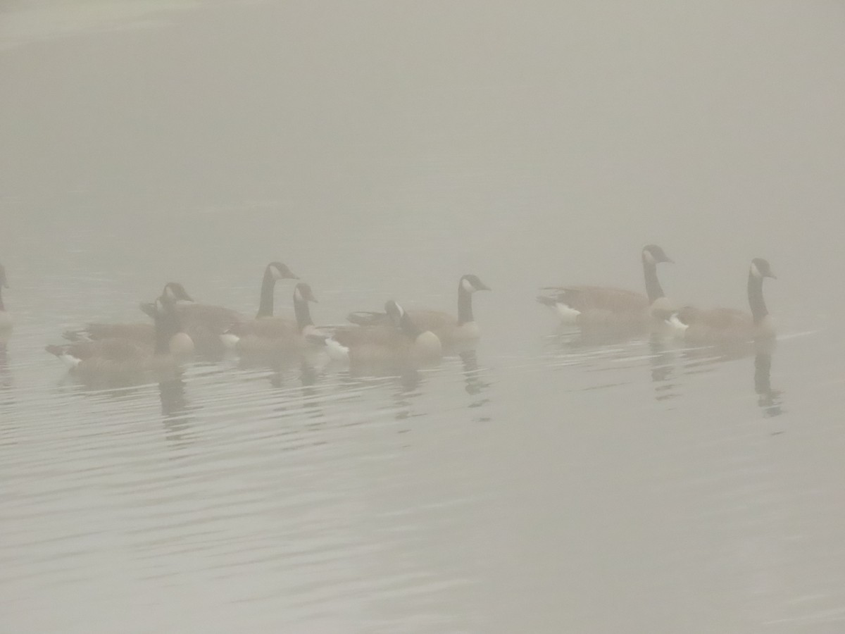 Canada Goose - ML646797895