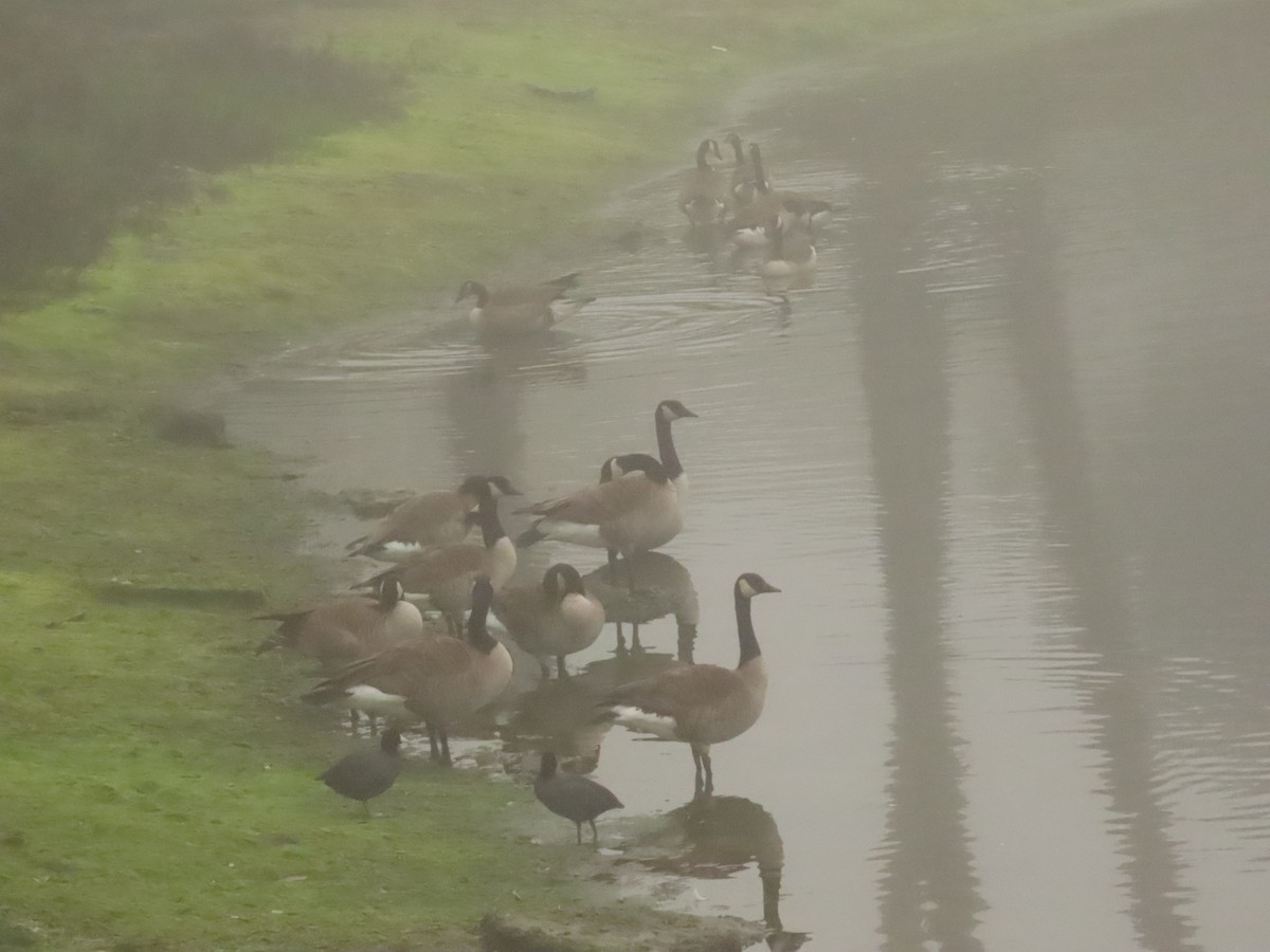 Canada Goose - ML646797896