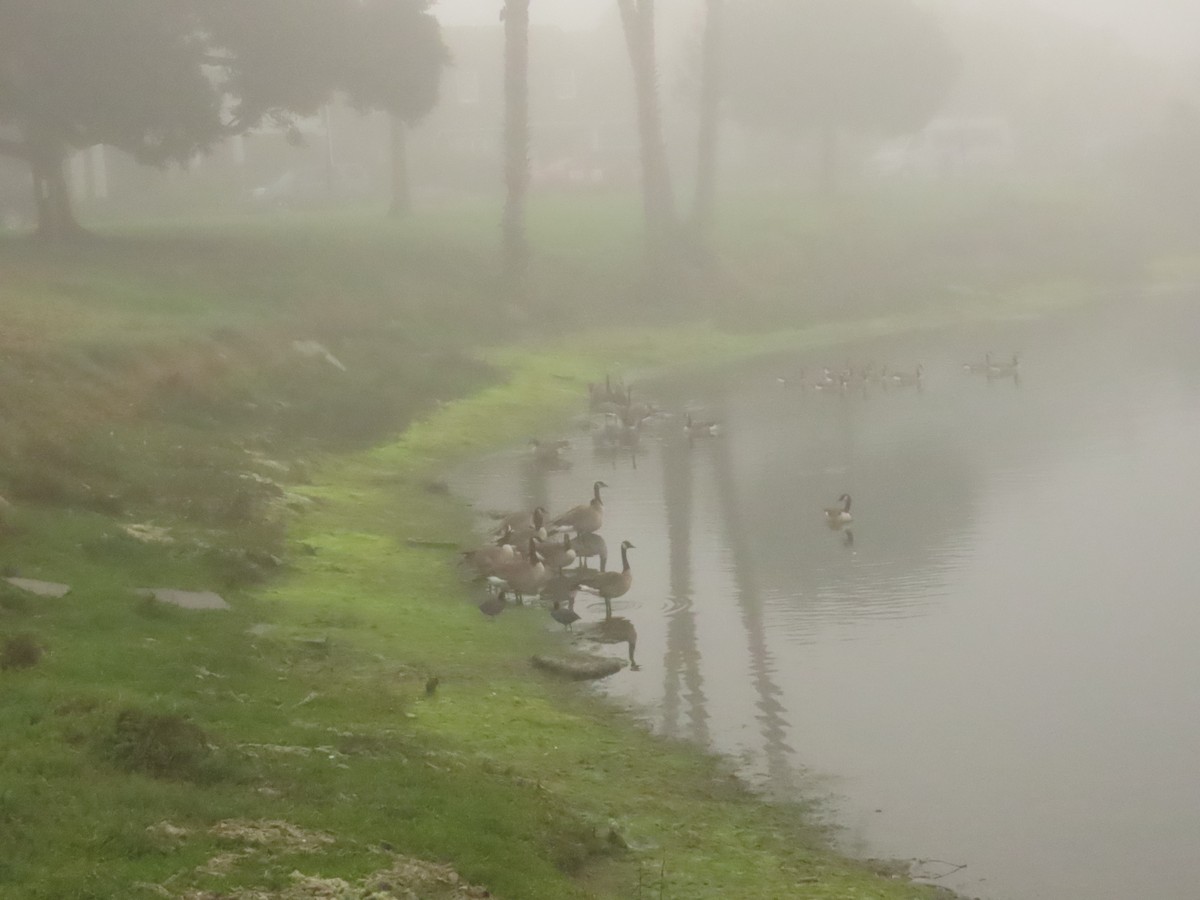 Canada Goose - ML646797897