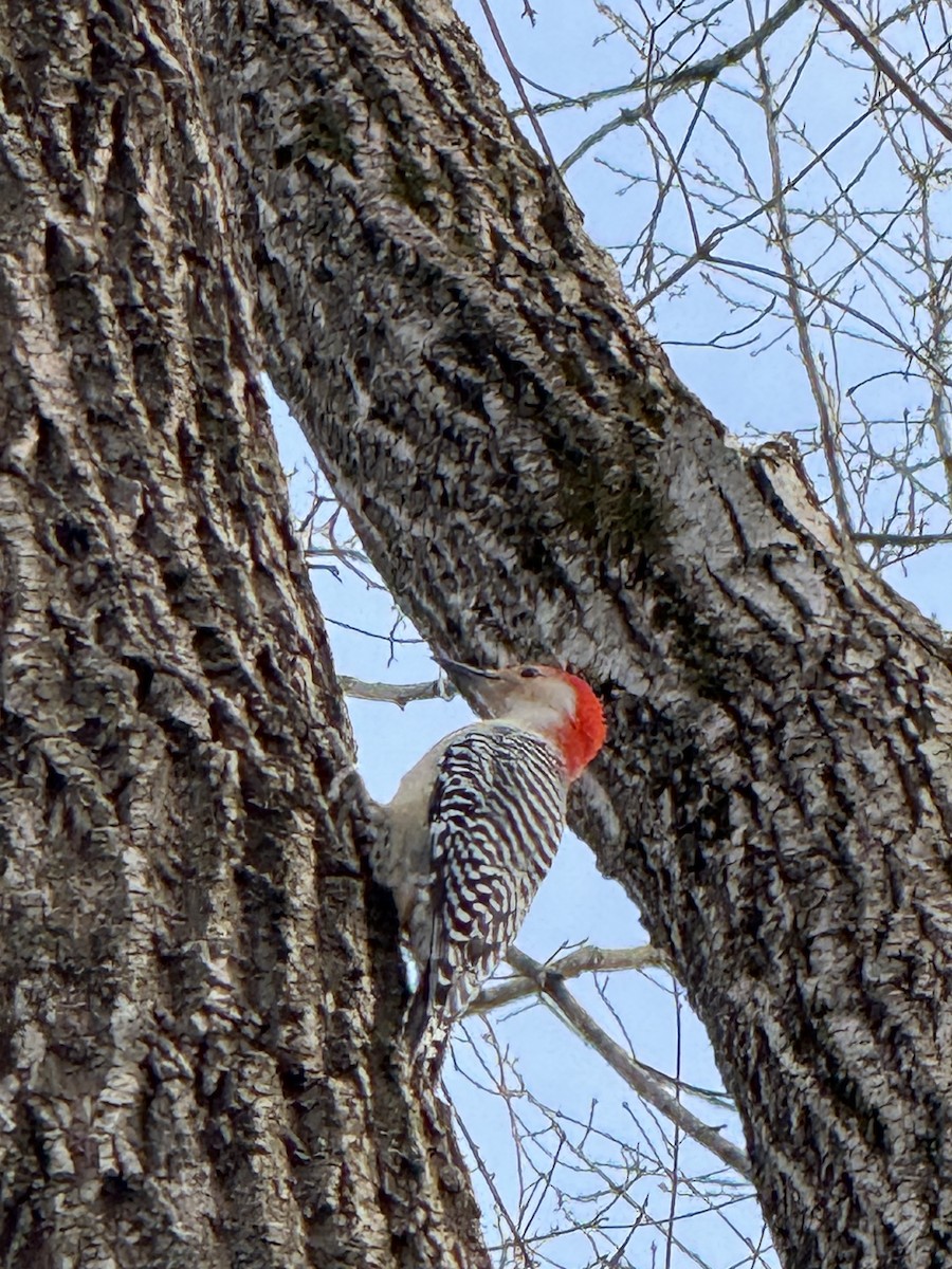 Red-bellied Woodpecker - ML646797898