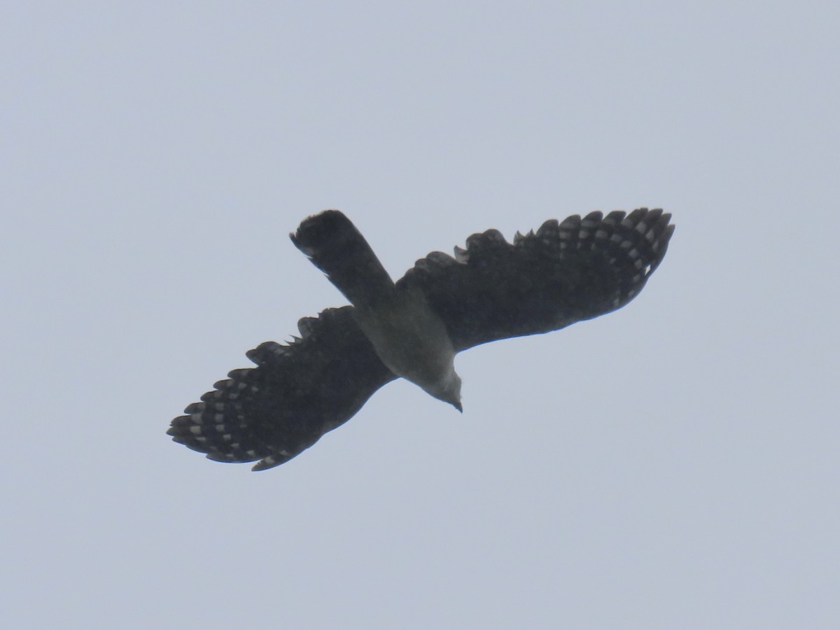 Gray-headed Kite - ML646797920