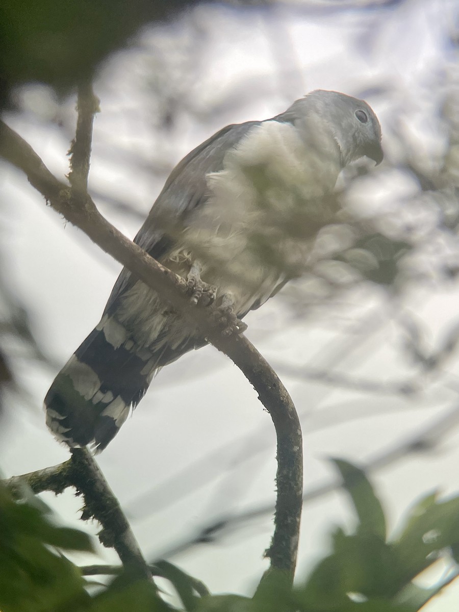 Gray-headed Kite - ML646797921