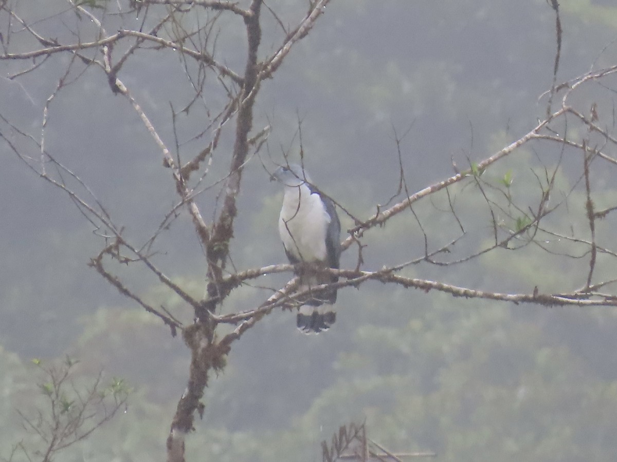 Gray-headed Kite - ML646797922