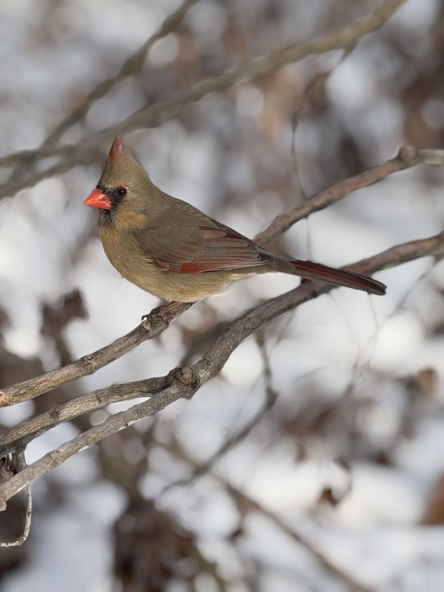 Northern Cardinal - ML646797923