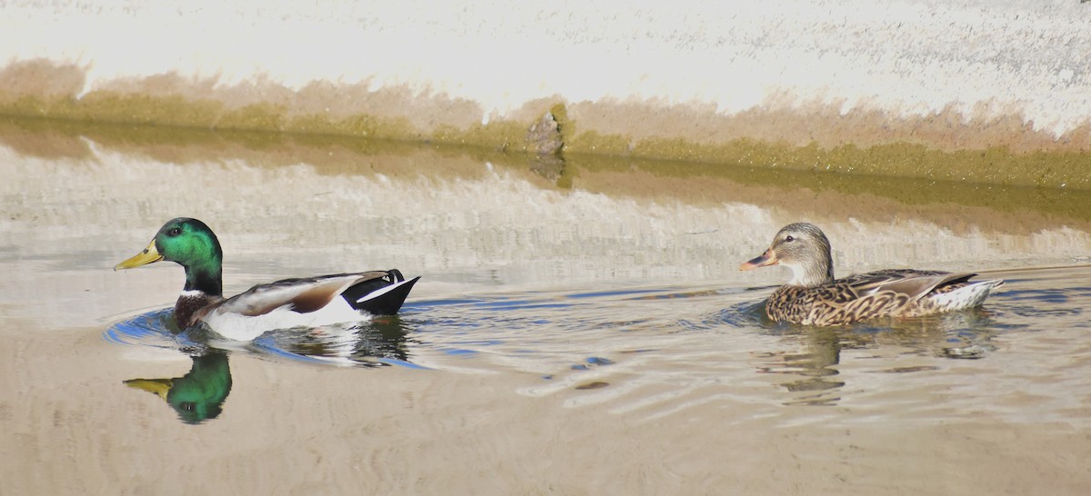 Mallard - ML646797924