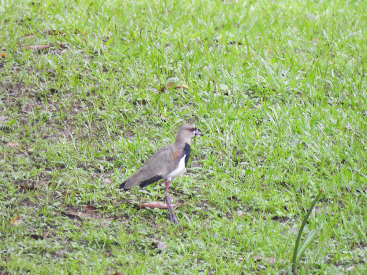 Avefría Tero - ML646797925