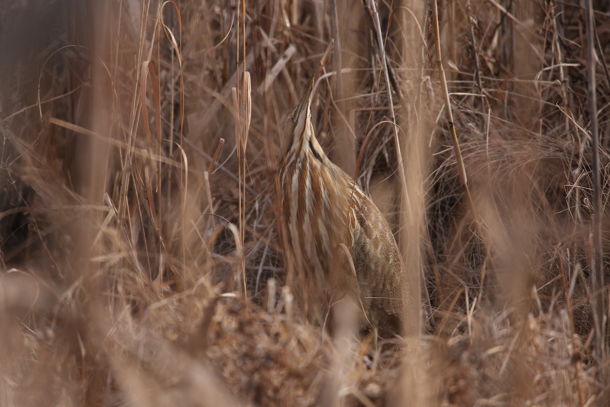 American Bittern - ML646797926