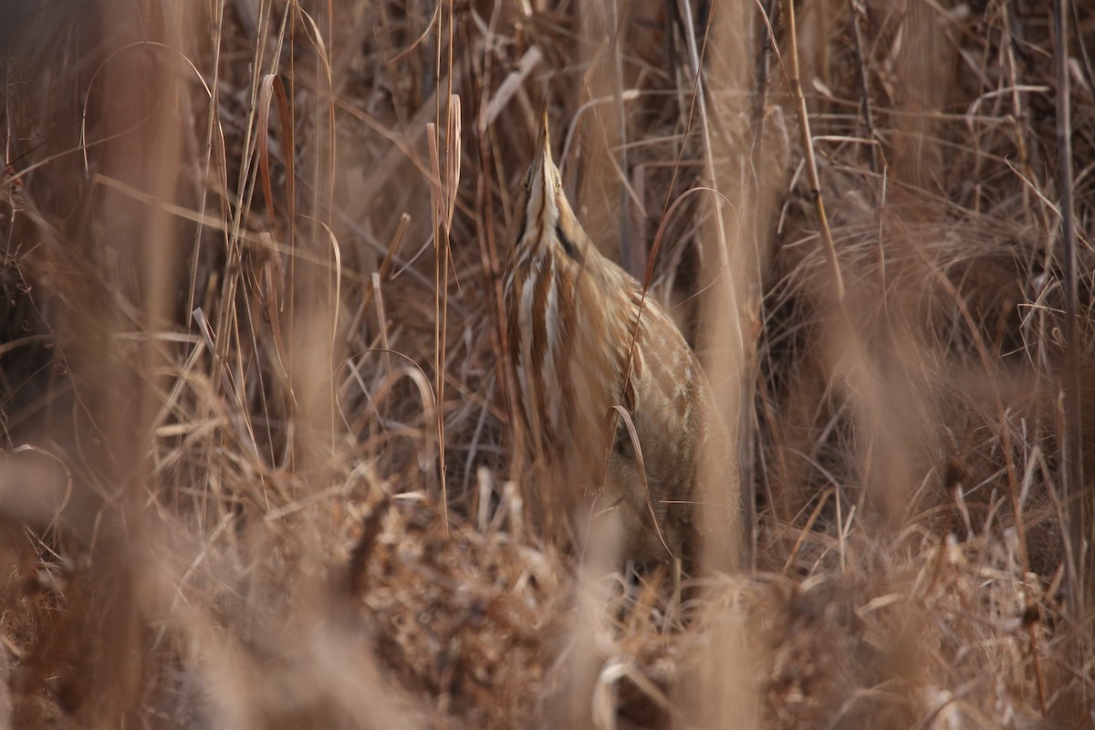 American Bittern - ML646797927