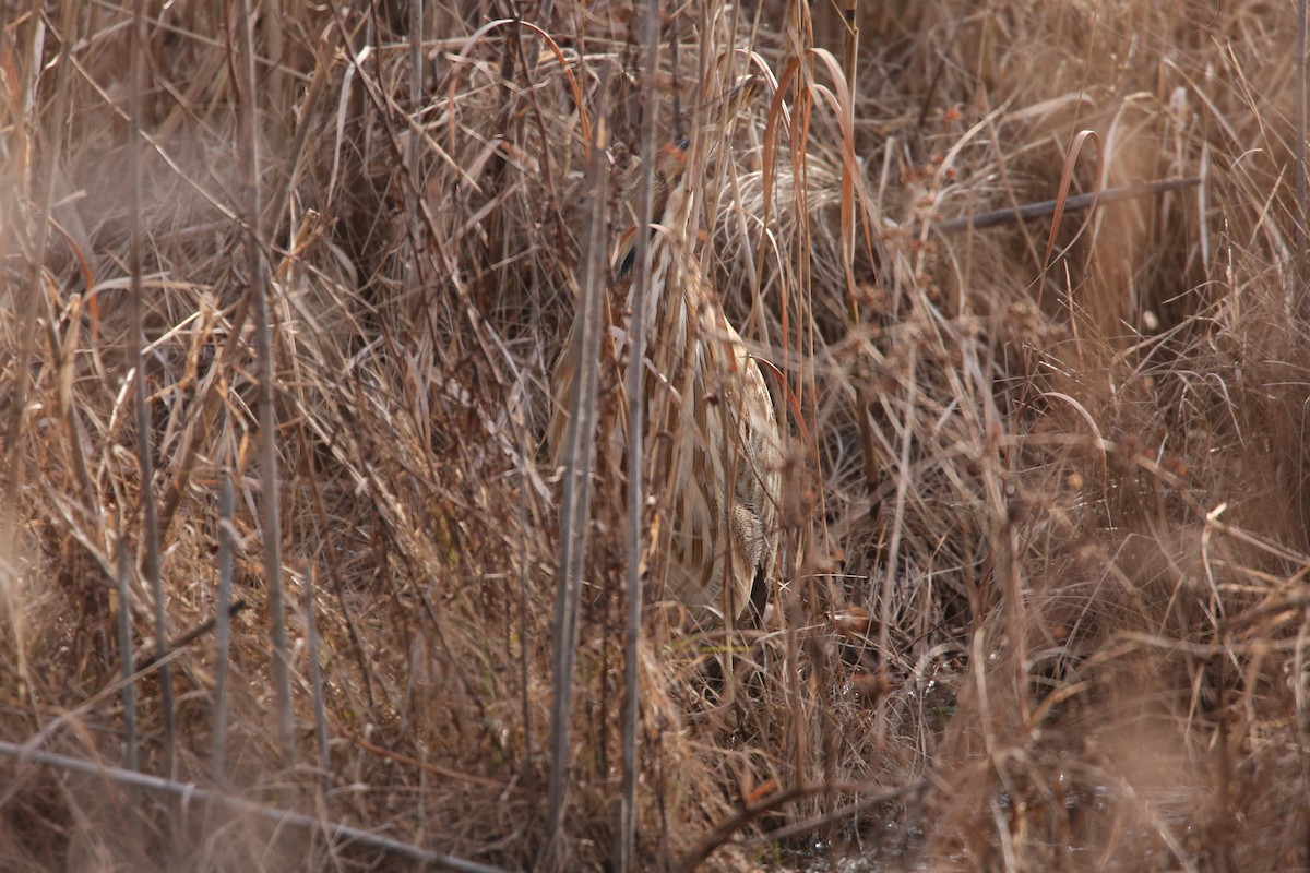 American Bittern - ML646797928