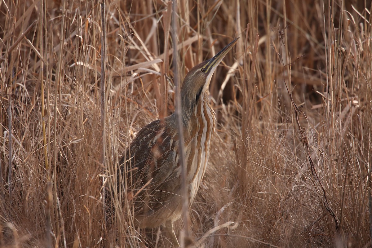 American Bittern - ML646797929