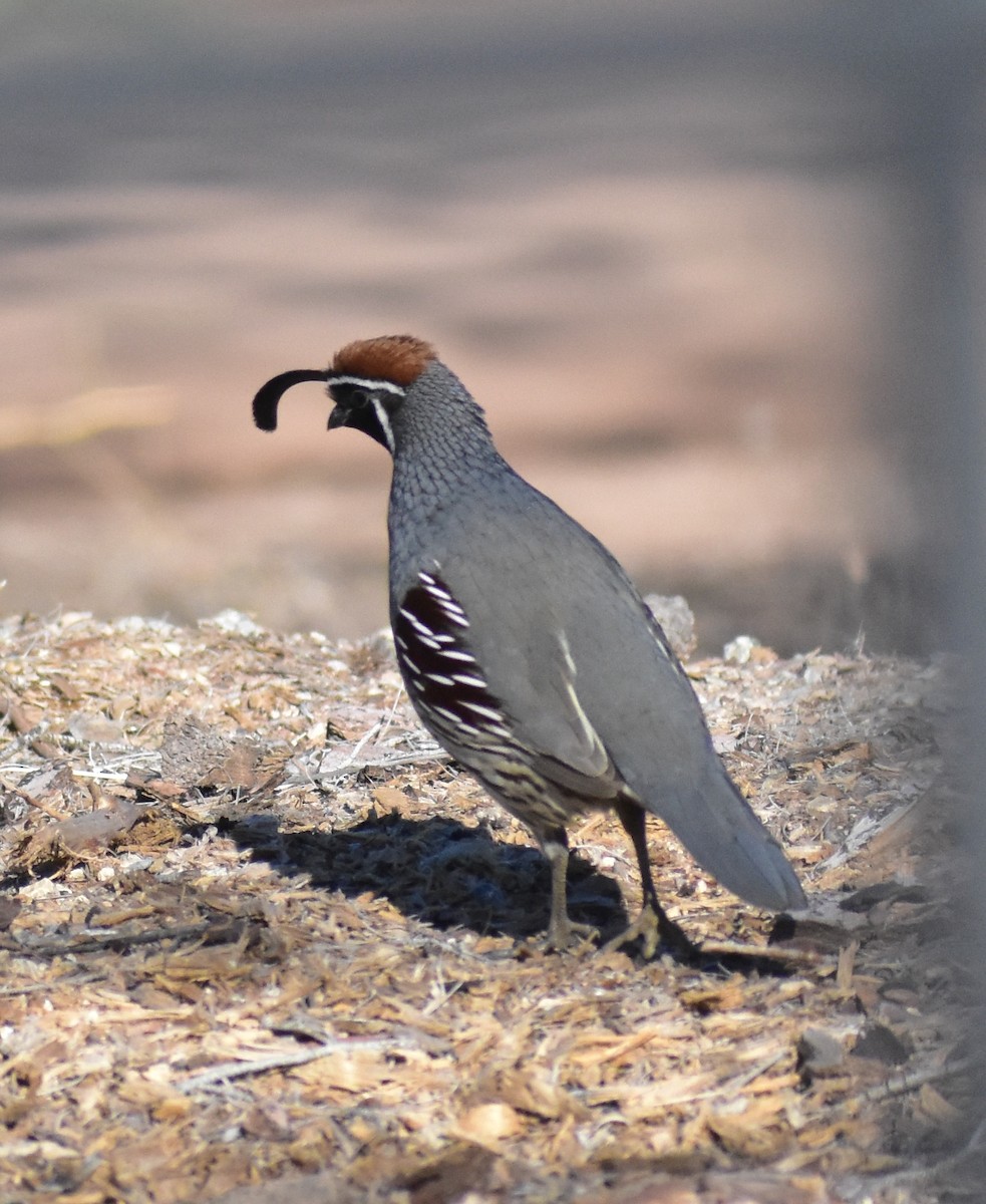 Gambel's Quail - ML646797932