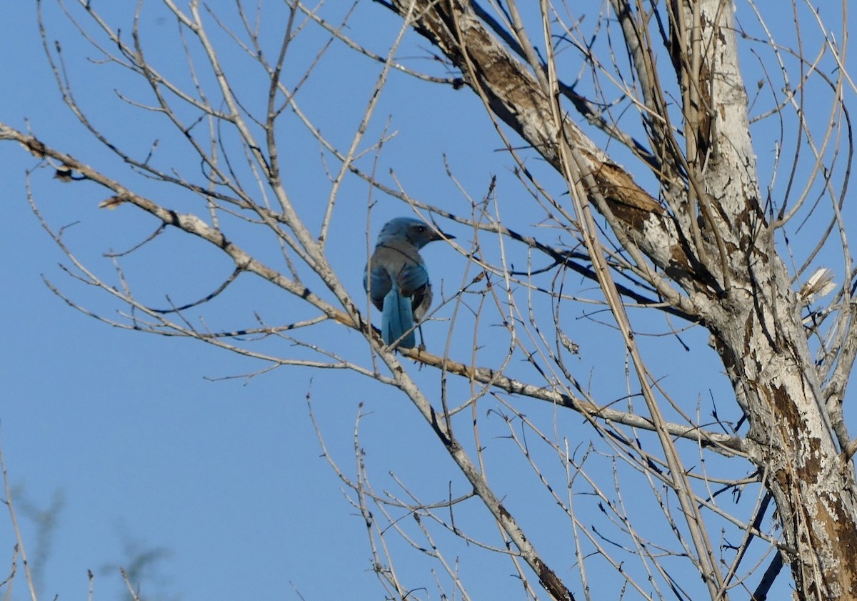 Woodhouse's Scrub-Jay - ML646797934