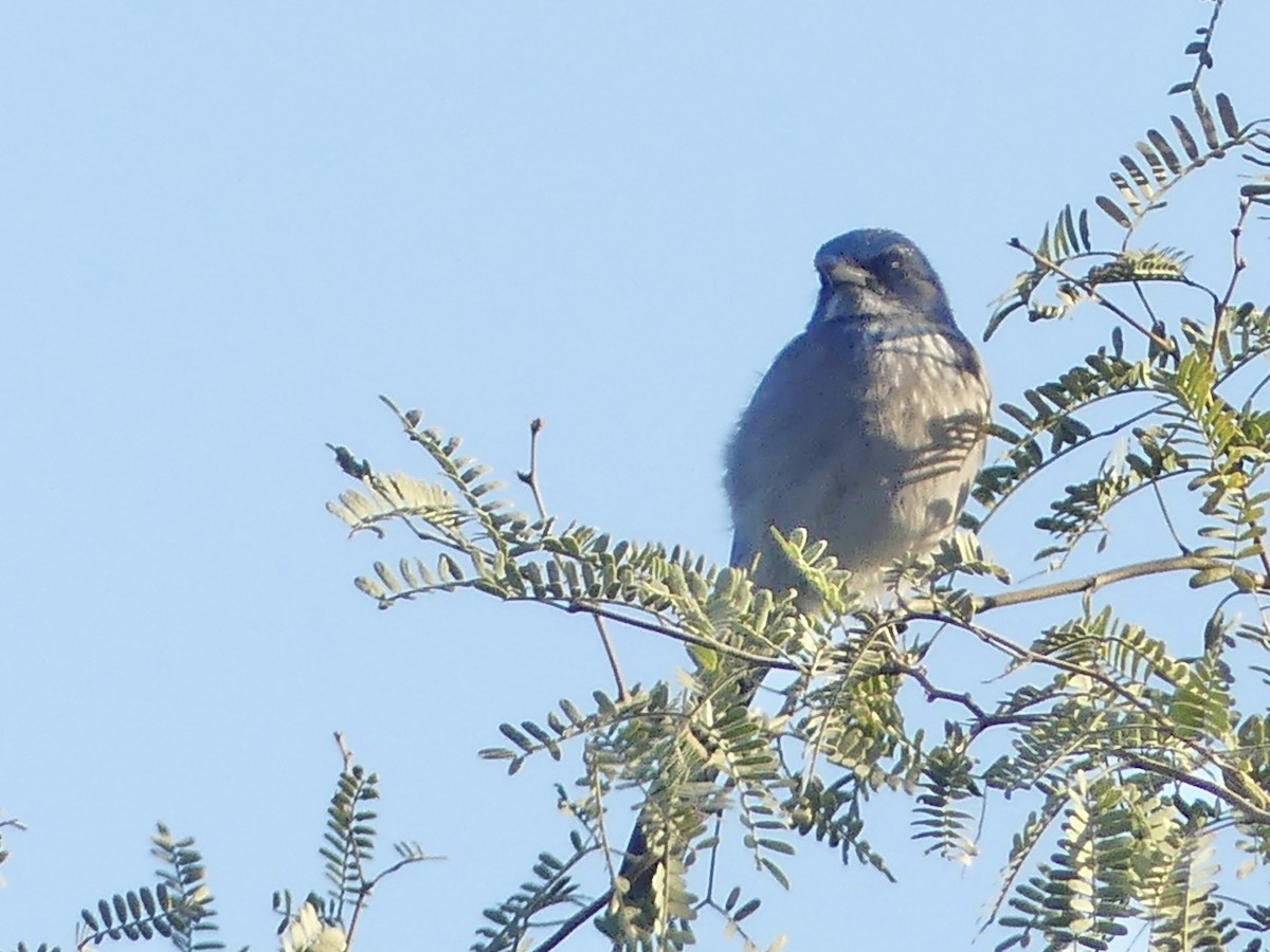 Woodhouse's Scrub-Jay - ML646797935