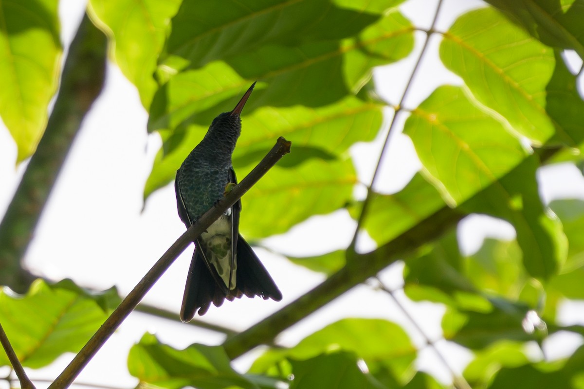 Red-billed Emerald - ML646797942