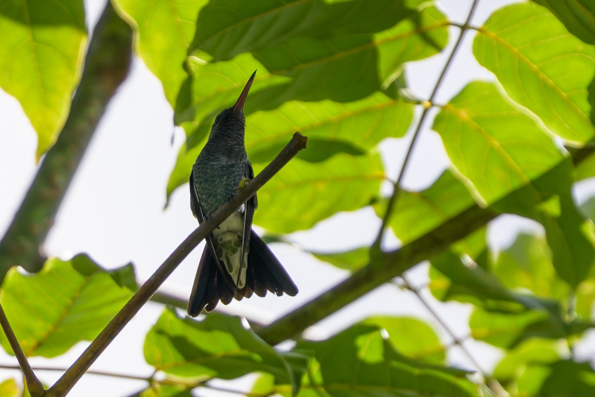 Red-billed Emerald - ML646797943