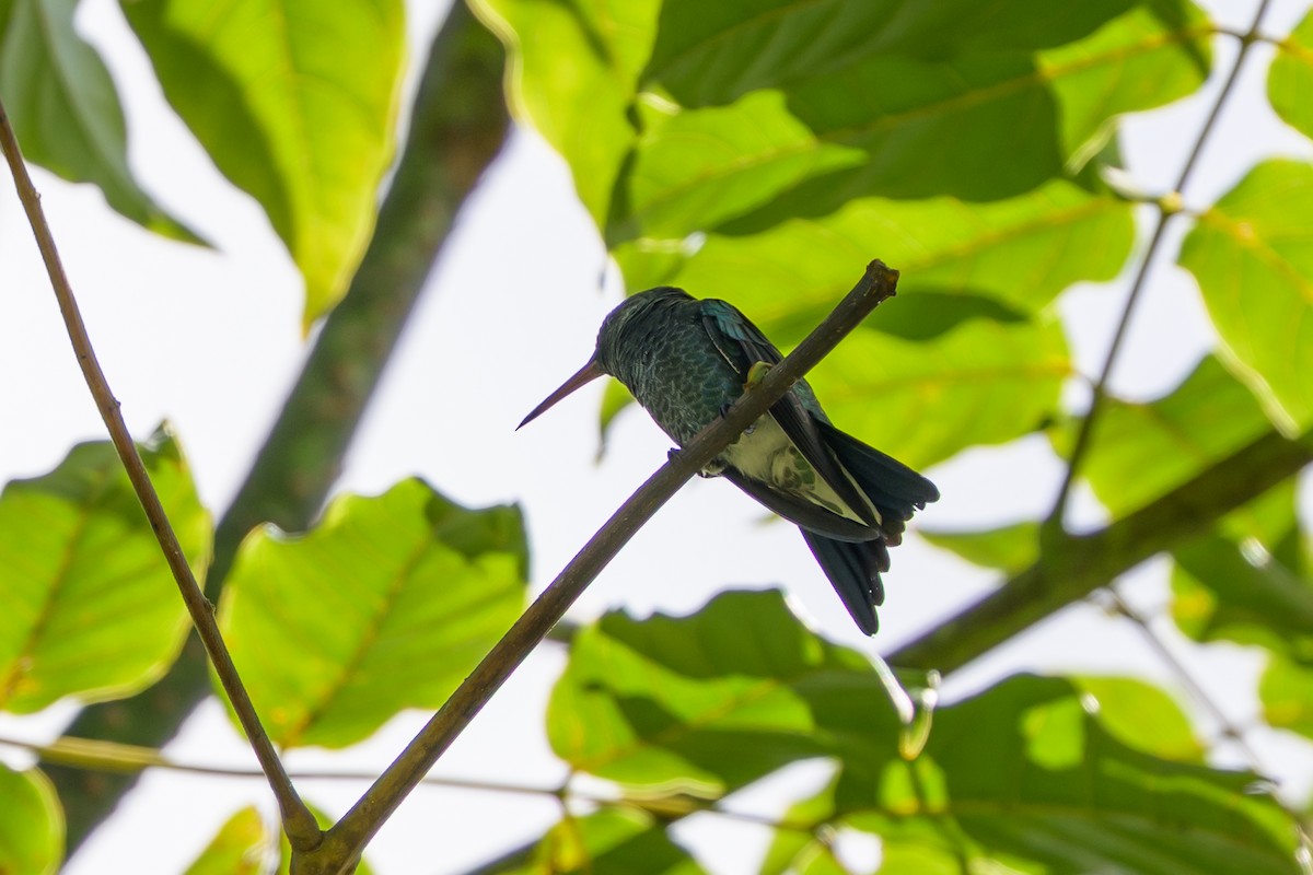 Red-billed Emerald - ML646797944