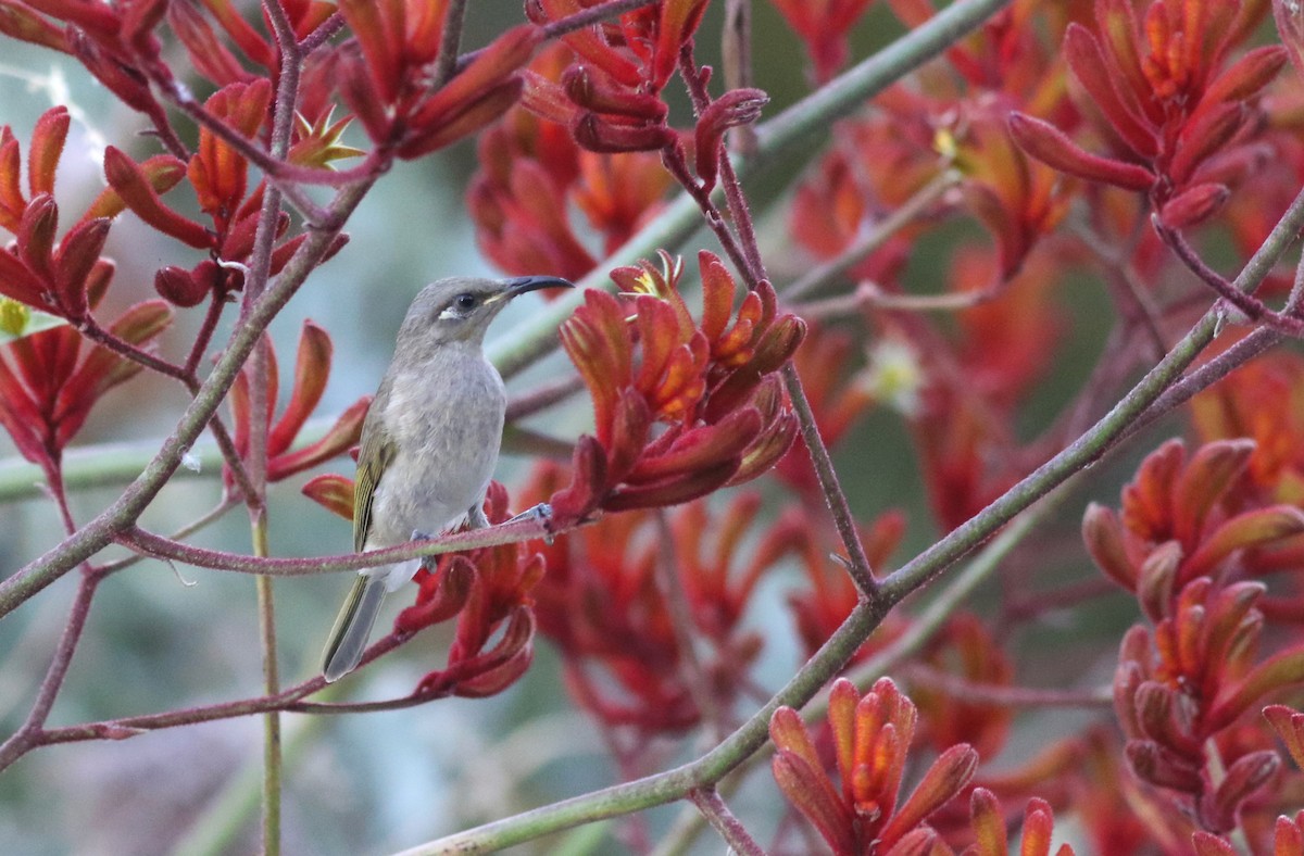 Brown Honeyeater - ML646797945