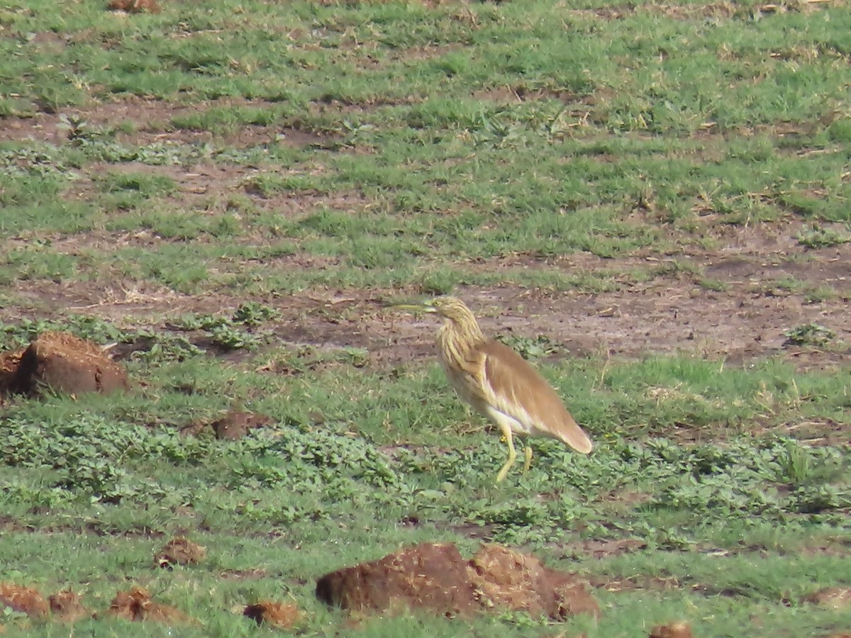 Жёлтая цапля - ML646797946