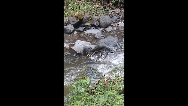White-capped Dipper - ML646797947