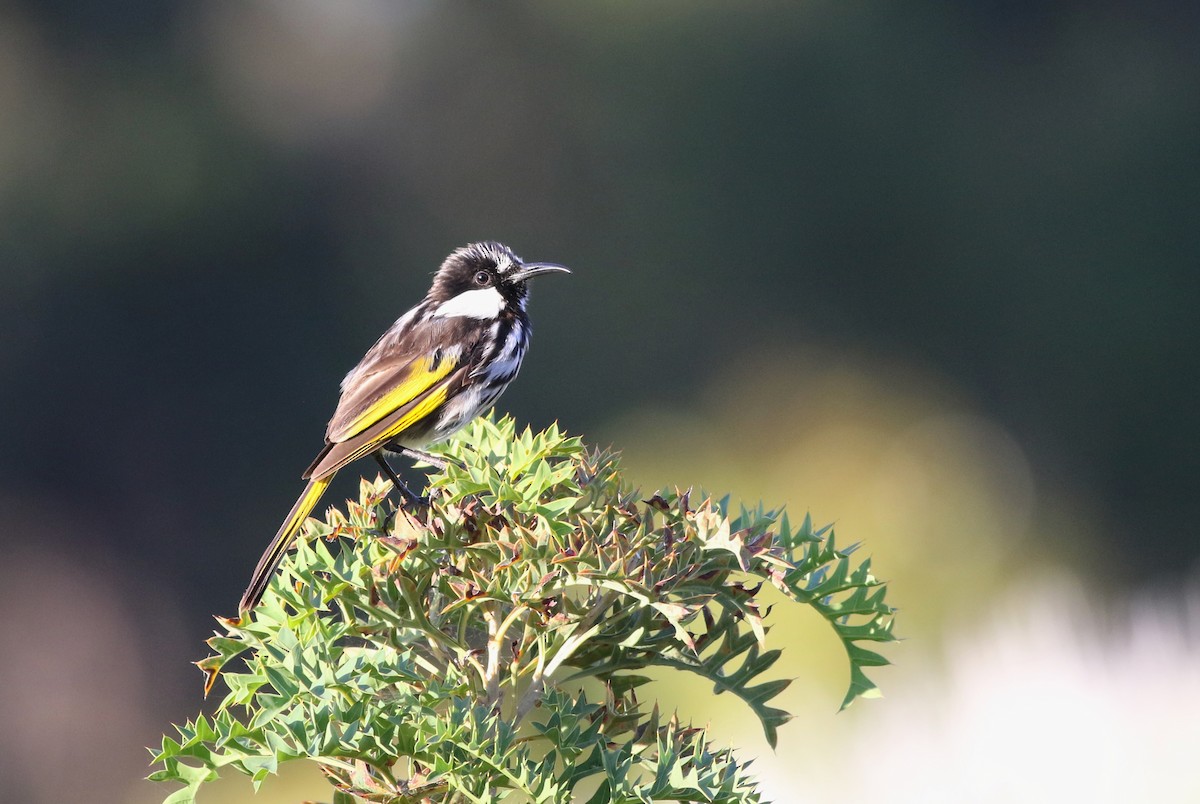 White-cheeked Honeyeater - ML646797948