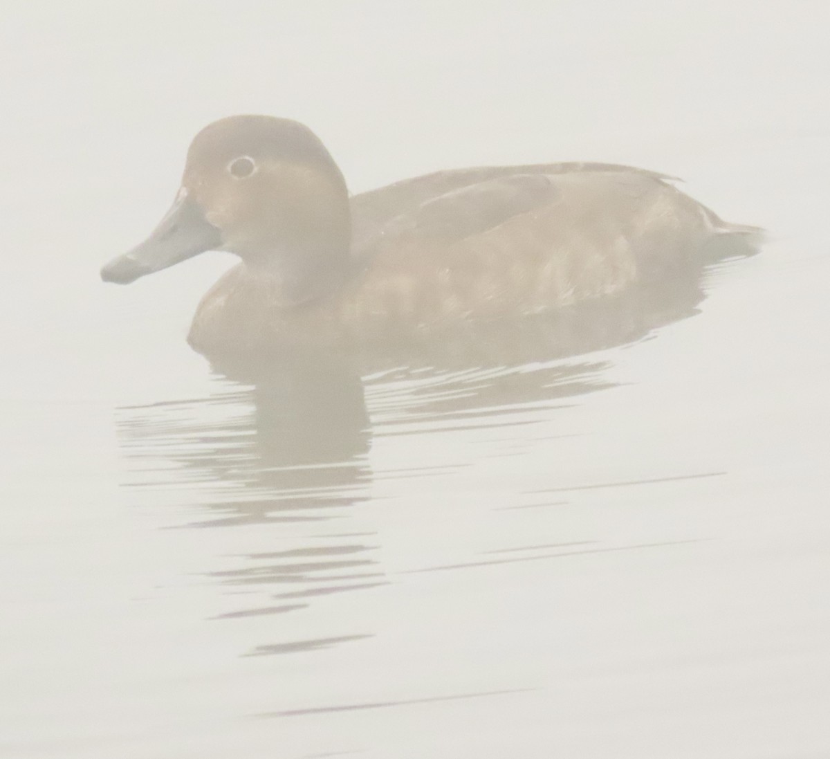 Redhead - ML646797949