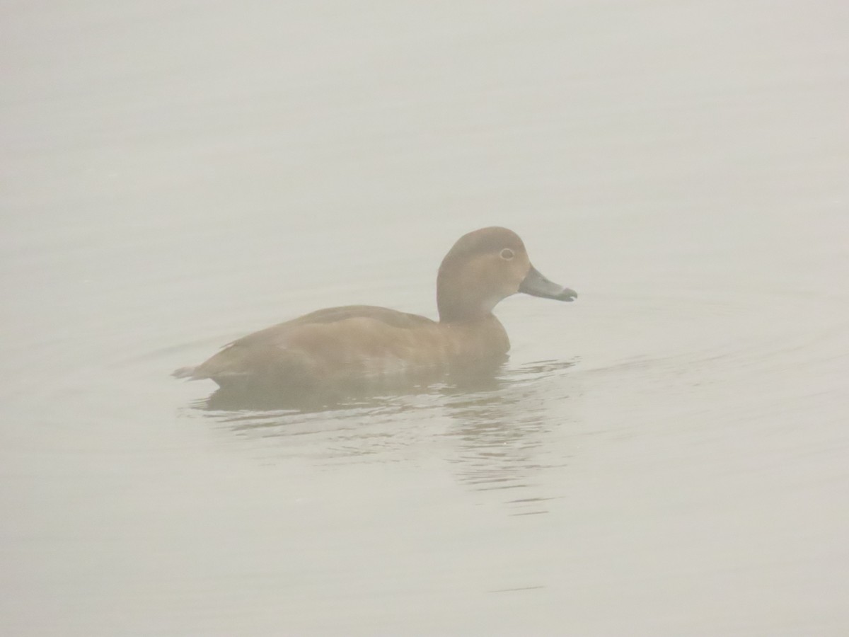 Redhead - ML646797950
