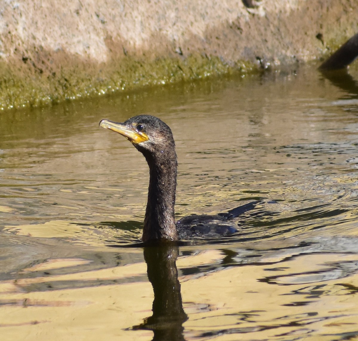 Neotropic Cormorant - ML646797951