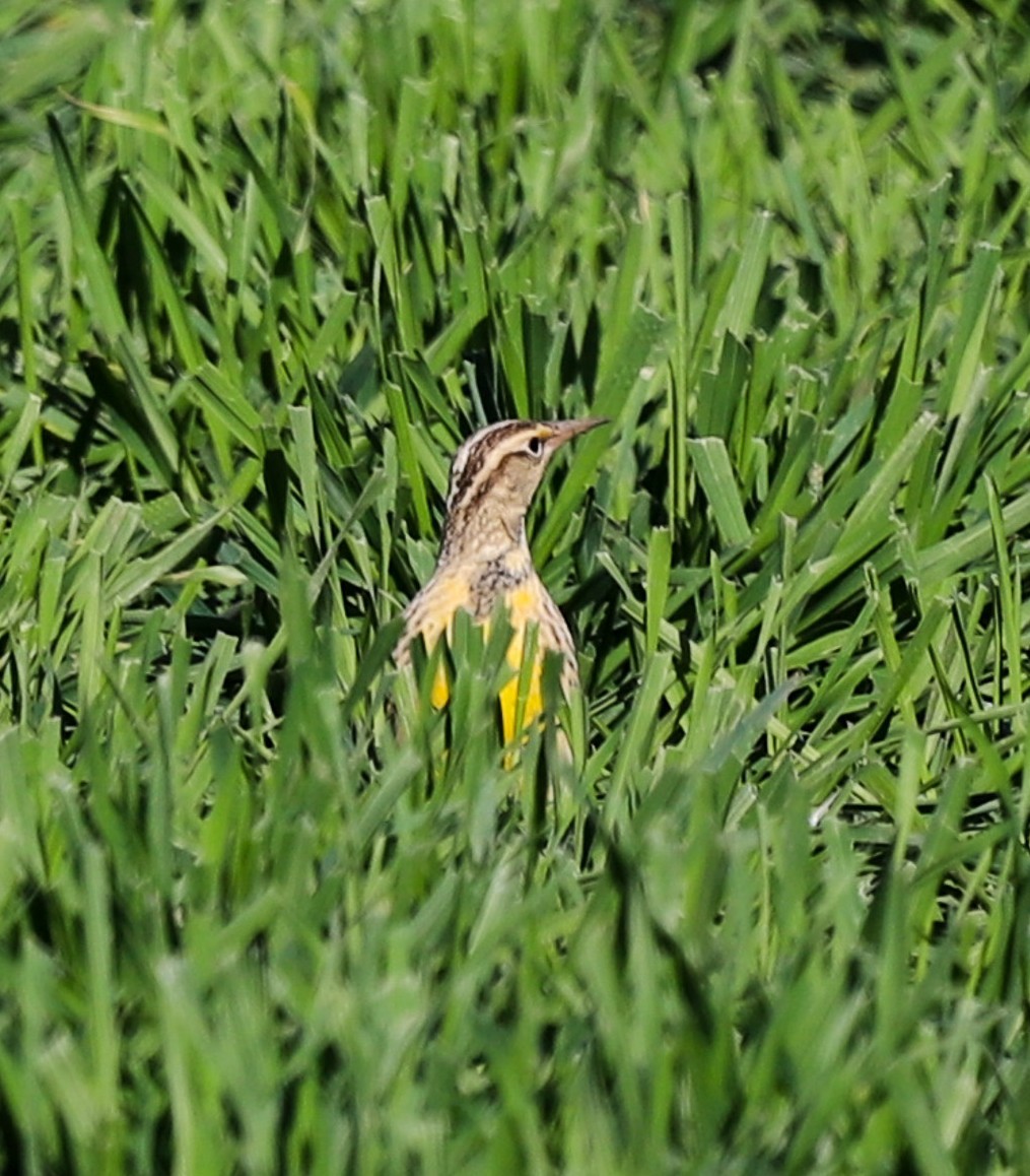 Wiesen-/Lerchenstärling - ML646797952