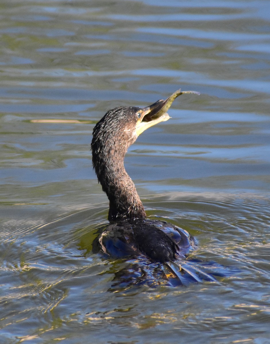 Neotropic Cormorant - ML646797953