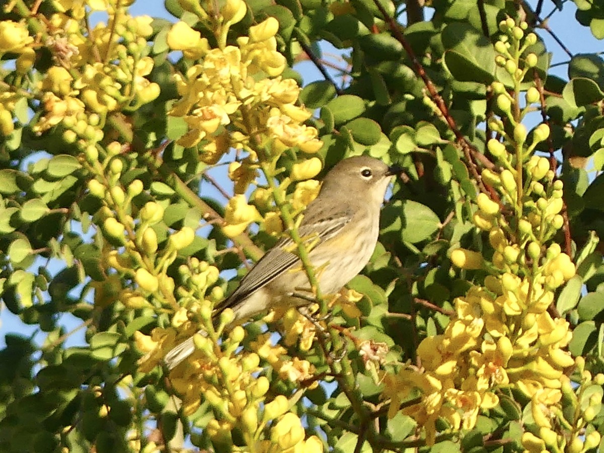 Yellow-rumped Warbler - ML646797954