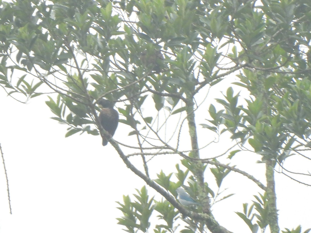 Loro Alibronceado - ML646797955