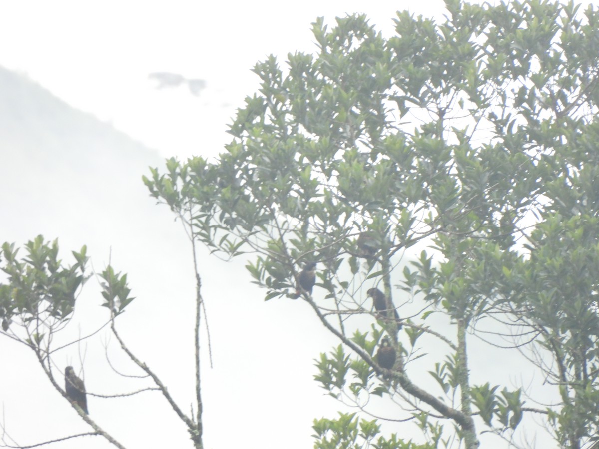 Loro Alibronceado - ML646797956